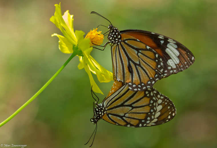 butterfly yanui butterfly yanui