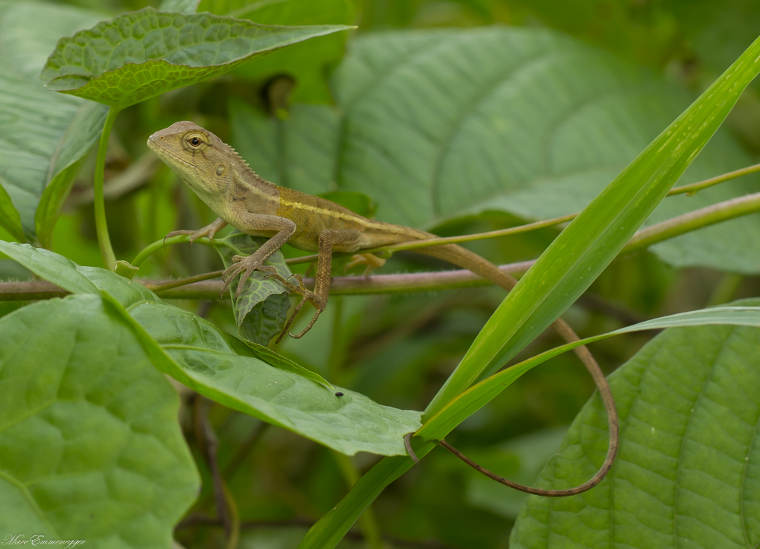 lizard yanui lizard yanui